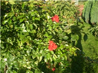 f6b7ef13-Picture 643.jpg